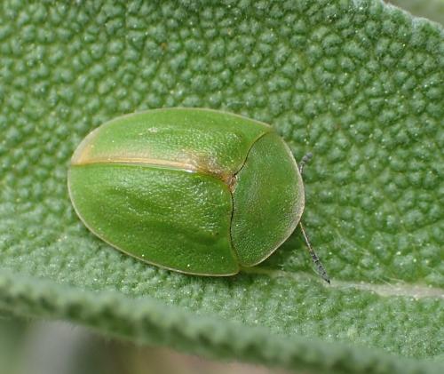 Réf. 197 910 : Cassida viridis